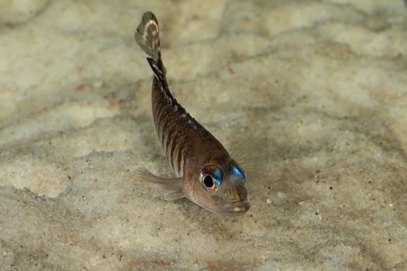 Lamprologus signatus
